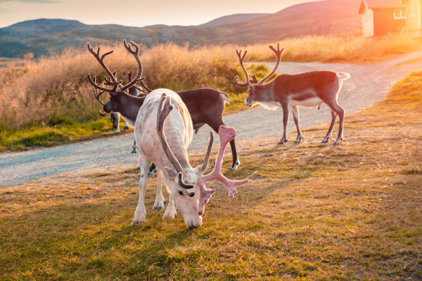 Reindeer grazing in a meadow in Lapland at sunset against a background of a mountain